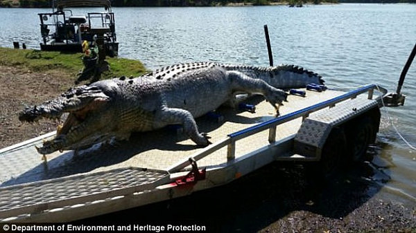 A man has been charged over the fatal shooting of a 5.2 metre crocodile near Rockhampton