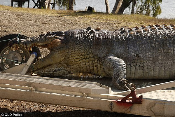The body of the huge reptile washed up in the Fitzroy River at Etna Creek on September 21st