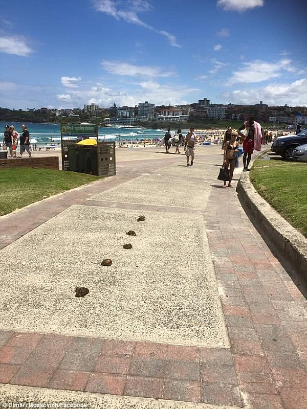 Horse droppings left behind by mounted police patrols on the promenade at Bondi Beach
