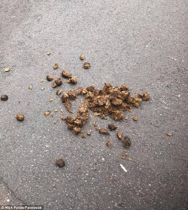 Police say that as horses are plant-eaters their droppings (pictured here at Bondi Beach) are not particularly offensive
