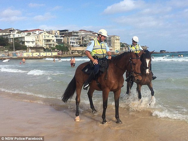 New South Wales mounted police horses walk through water at Sydney's iconic Bondi Beach