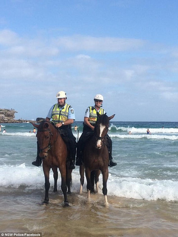 Two mounted police officers and their horses standing in water at Sydney's Bondi Beach 