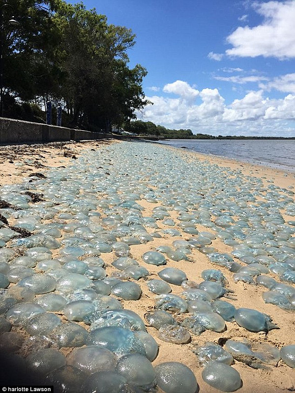 47F5783D00000578-5252303-Last_year_thousands_of_blue_jellyfish_infested_Queensland_beache-a-14_1515541172810.jpg,0