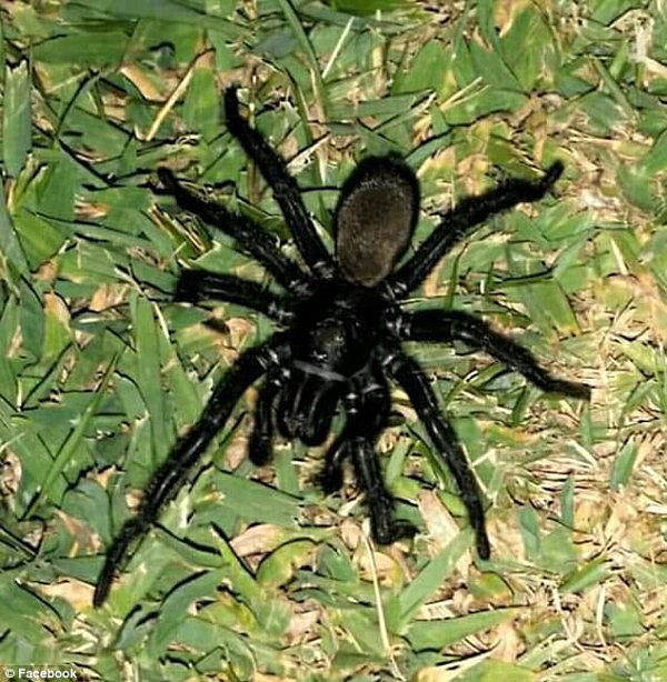 47F5D01F00000578-5252695-An_Australian_man_discovered_a_large_aggressive_spider_crawling_-m-36_1515545736220.jpg,0