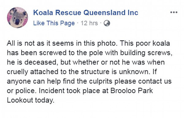 Koala Rescue Queensland staff said the body has been removed and an investigation is underway