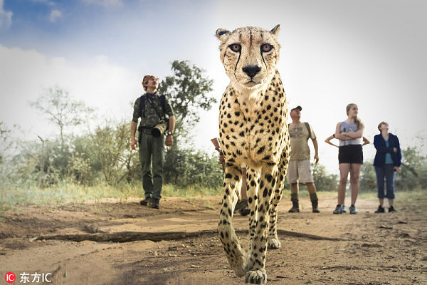 南非三猎豹“兼职”当导游 带游客散步游玩酷炸了 - 3