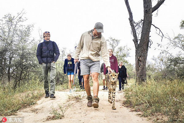 南非三猎豹“兼职”当导游 带游客散步游玩酷炸了 - 2