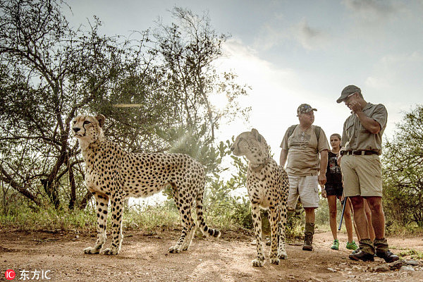 南非三猎豹“兼职”当导游 带游客散步游玩酷炸了 - 1