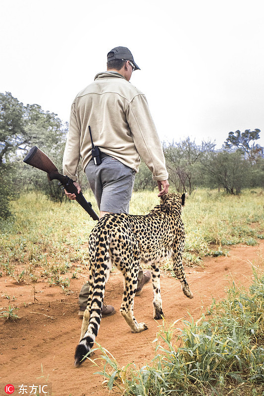 南非三猎豹“兼职”当导游 带游客散步游玩酷炸了 - 4