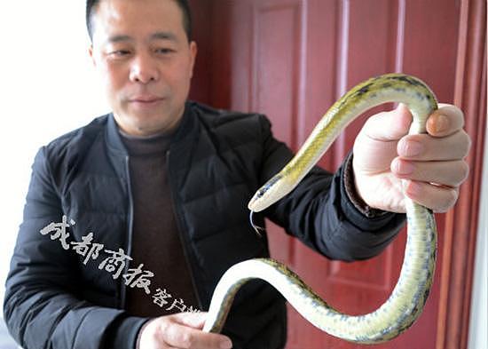 江西男子川南表演“生吞活蛇”年入10万，其子不愿接班