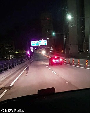 萌翻！小袋鼠上悉尼海港大桥！二货一路蹦达，私家车减速跟随...网友：“上桥你交费了吗？”（组图/视频） - 5