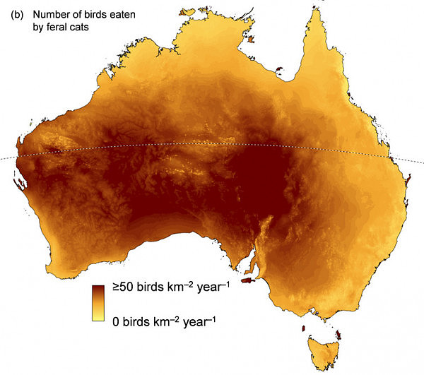 澳洲最大的祸害竟是它？一年杀死近4亿只鸟，小小宠物为何成灾？ - 3