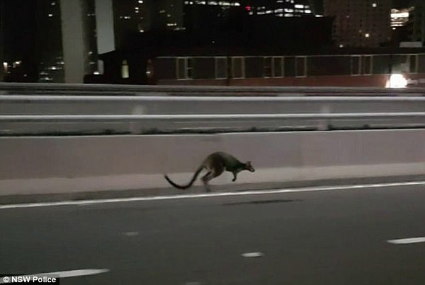 While a wallaby on Sydney's most iconic landmark is an unprecedented sight, experts say the animals are growing in number around the city (pictured is the wallaby)