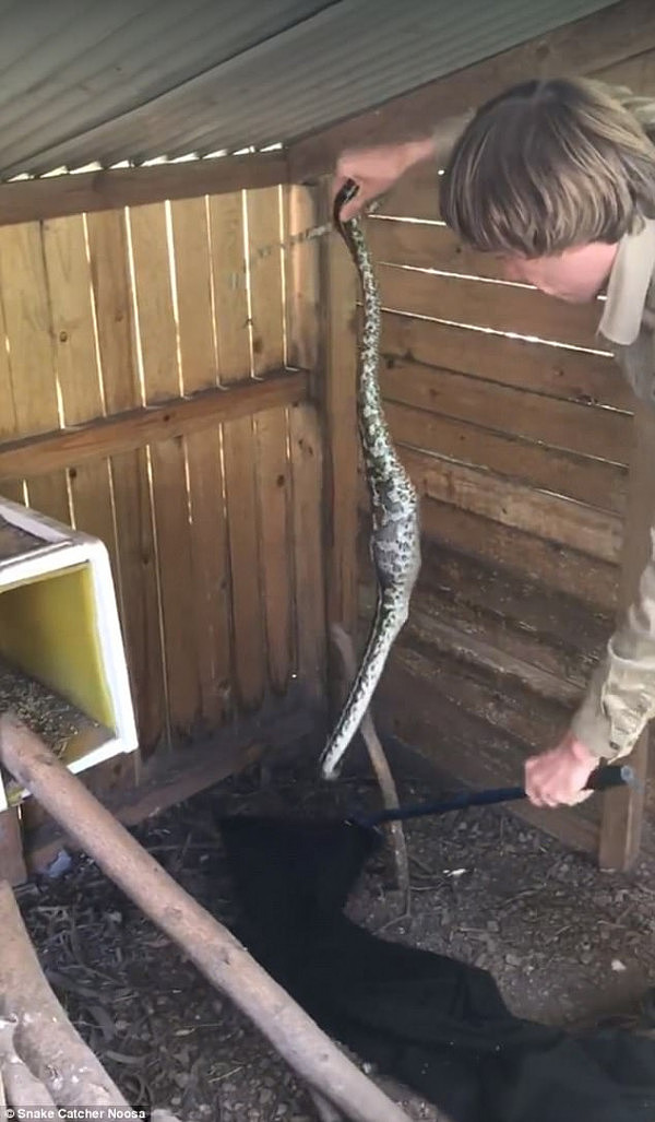 This snake was found in a chicken coop in Queensland - it was one of two pythons in the coop