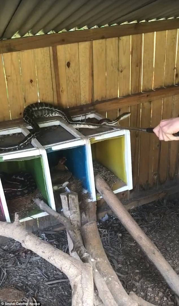 Both of the snakes were bulging around the middle - where they had eaten a chicken