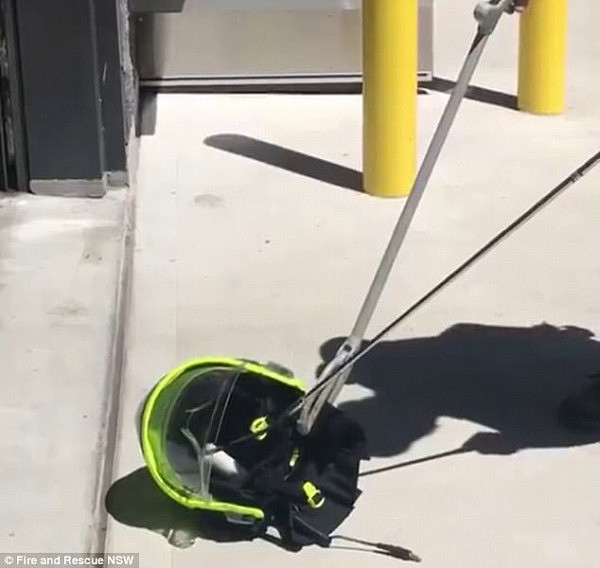Footage taken by the crew shows the handler expertly maneuvering his equipment to try and remove the snake from the helmet 
