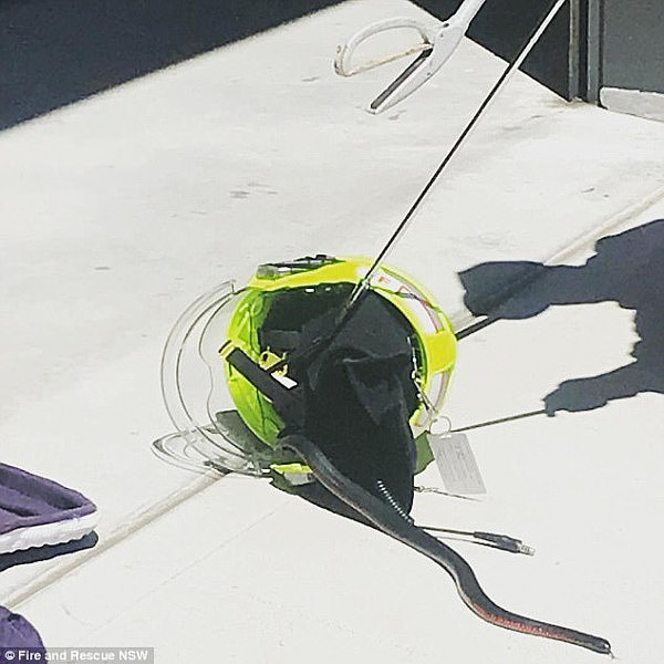 An Australian firefighter was given a slithering surprise on Friday, after finding a snake hidden in his helmet
