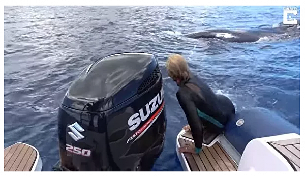 她潜水遭遇鲨鱼追杀，座头鲸不离不弃出手救援！人类真该好好反省了（视频） - 10