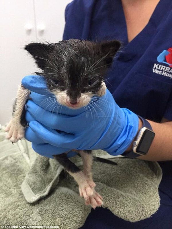 486AED0B00000578-5295377-The_kittens_are_recovering_at_the_hospital-a-3_1516574184641.jpg,0