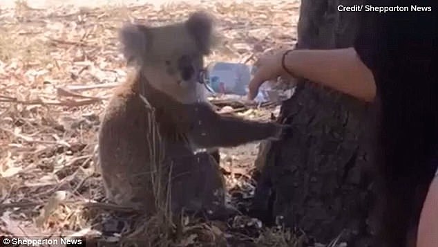 Tahlia Cooper, 17, let a thirsty koala drink from her water bottle during a heatwave in Victoria