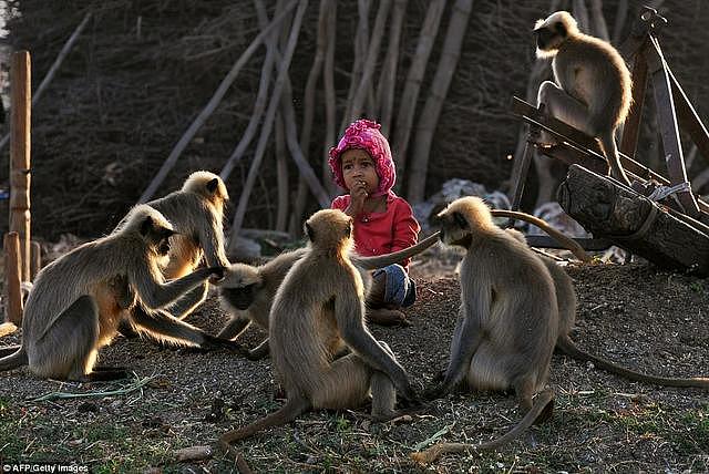 印度男孩会猴语，20只猴子每天来找他“唠嗑”，村民：都说了些啥