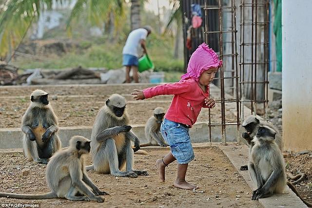 印度男孩会猴语，20只猴子每天来找他“唠嗑”，村民：都说了些啥