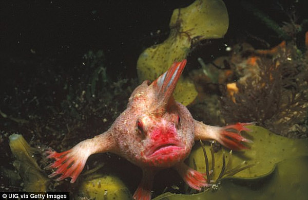 4885F5B300000578-5305967-Mate_leave_me_alone_The_tiny_red_handfish_which_walks_on_modifie-a-22_1516783957509.jpg,0
