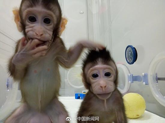 大突破!中国科学家成功培育全球首只体细胞克隆猴