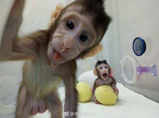 大突破!中国科学家成功培育全球首只体细胞克隆猴