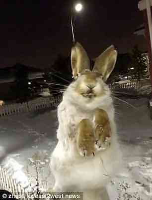 零下56度极寒，兔子翻越栅栏时被冻成“雕塑”