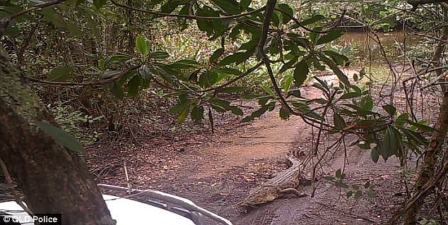 Queensland Boating and Fisheries Patrol officers first spotted the rotting freshwater crocodile stuck in the trap in Sorenson Creek (pictured) and set up cameras to find the alleged perpetrator