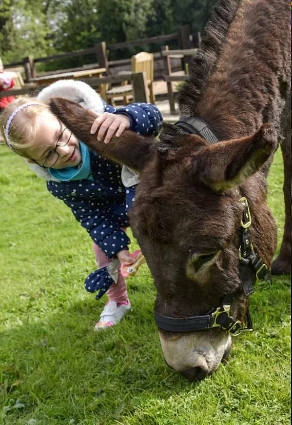 “我有一头小毛驴”，当2岁脑瘫小女孩遇到小毛驴后，奇迹发生了 - 9