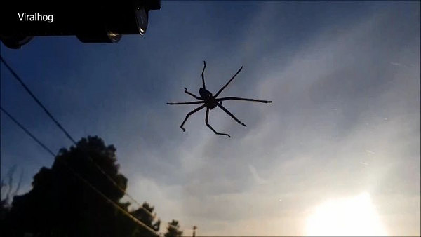 土澳日常！悉尼女子爱车遭蜘蛛霸占 相互“斗法”4天才将其赶跑（视频） - 1