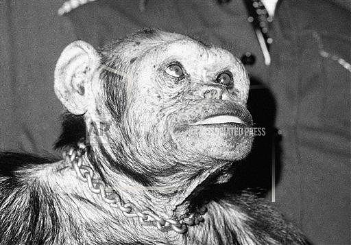 ▲▼黑猩猩奥利佛（oliver the chimpanzee）曾被怀疑是人类与猩猩混种，DNA证明他不带有人类基因。（图／达志影像／美联社）