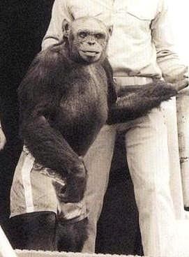 ▲▼黑猩猩奥利佛（oliver the chimpanzee）曾被怀疑是人类与猩猩混种，DNA证明他不带有人类基因。（图／翻摄自维基百科）
