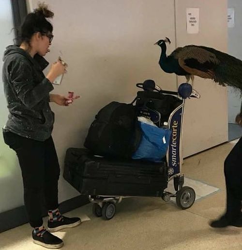 美联航又拒绝一名女游客，但这次是因为一只孔雀…… - 2