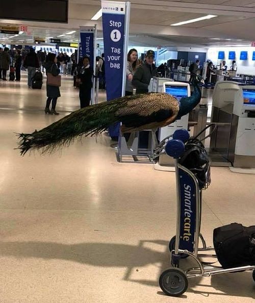 美联航又拒绝一名女游客，但这次是因为一只孔雀…… - 1