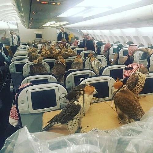 美联航又拒绝一名女游客，但这次是因为一只孔雀…… - 3