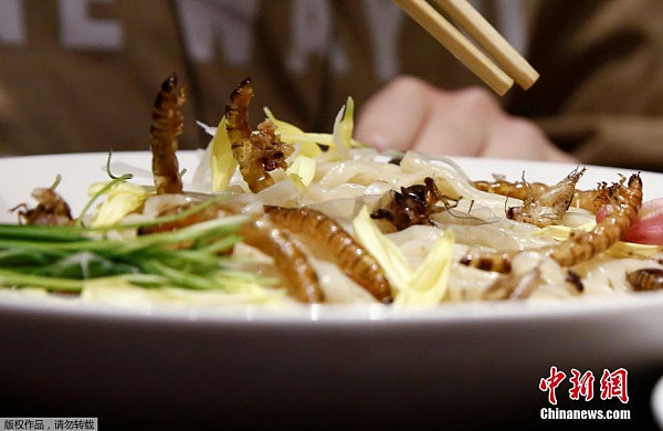 日本推出昆虫拉面，食客排长队品尝暗黑料理(组图) - 5