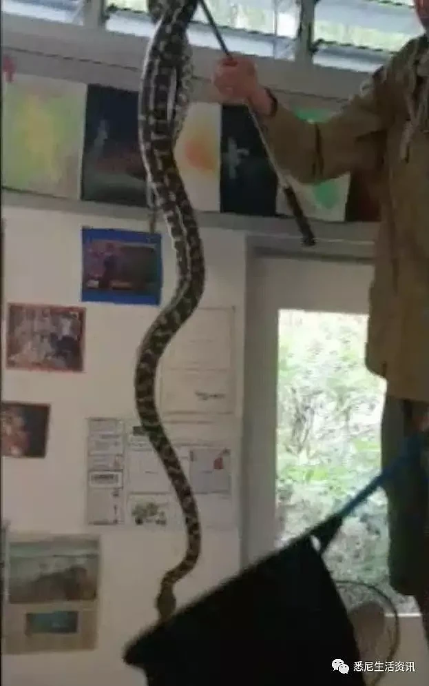 一条不知天高地厚的蟒蛇，冲进澳洲小学课堂！接着它就遭到了惨无人道的侮辱..... - 10