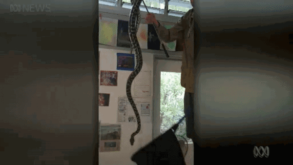 一条不知天高地厚的蟒蛇，冲进澳洲小学课堂！接着它就遭到了惨无人道的侮辱..... - 11