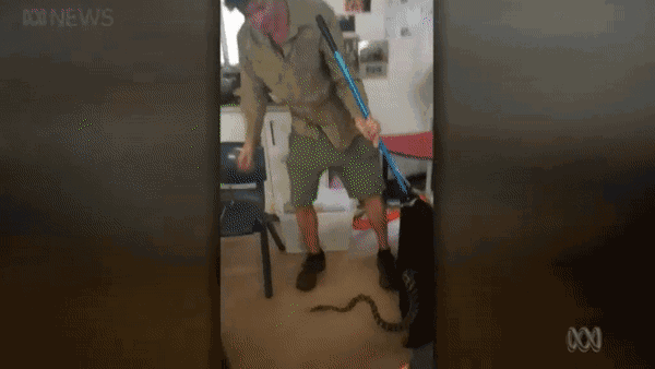 一条不知天高地厚的蟒蛇，冲进澳洲小学课堂！接着它就遭到了惨无人道的侮辱..... - 15