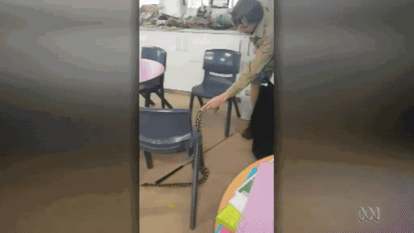 一条不知天高地厚的蟒蛇，冲进澳洲小学课堂！接着它就遭到了惨无人道的侮辱..... - 18