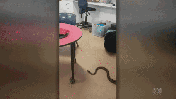 一条不知天高地厚的蟒蛇，冲进澳洲小学课堂！接着它就遭到了惨无人道的侮辱..... - 29