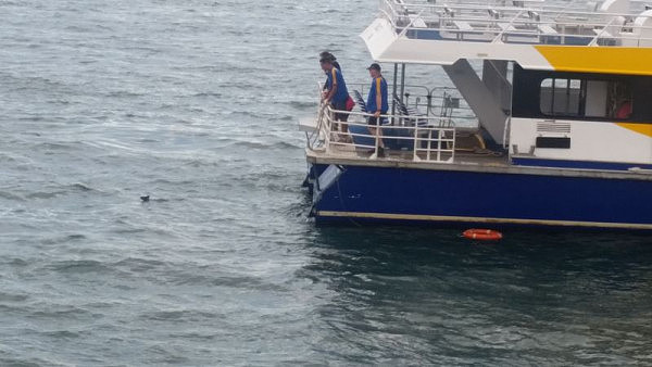 暖心一刻！小袋鼠在悉尼港不慎落水身陷险境 渡轮停航展开救援（组图） - 5