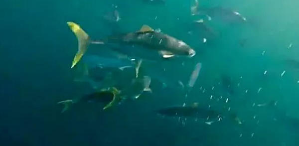 渔友要疯！悉尼上万条Kingfish四处流窜危害严重！游走的顶级刺身别放过！(组图) - 10