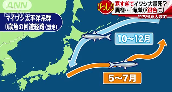 日本海岸出现诡异自然现象：沙丁鱼尸体散遍布40公里 - 3