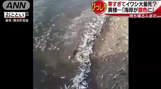 日本海岸出现诡异自然现象：沙丁鱼尸体散遍布40公里 - 1