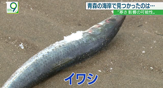日本海岸出现诡异自然现象：沙丁鱼尸体散遍布40公里 - 2