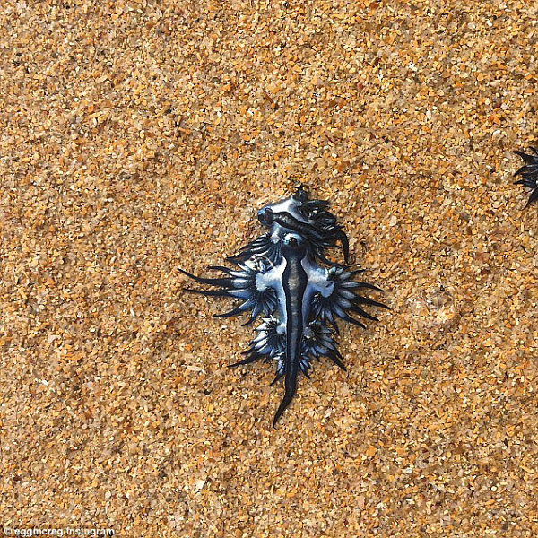 悉尼海滩惊现大量“外星生物”！外形好似飞龙 专家：有毒！别碰！（图） - 2